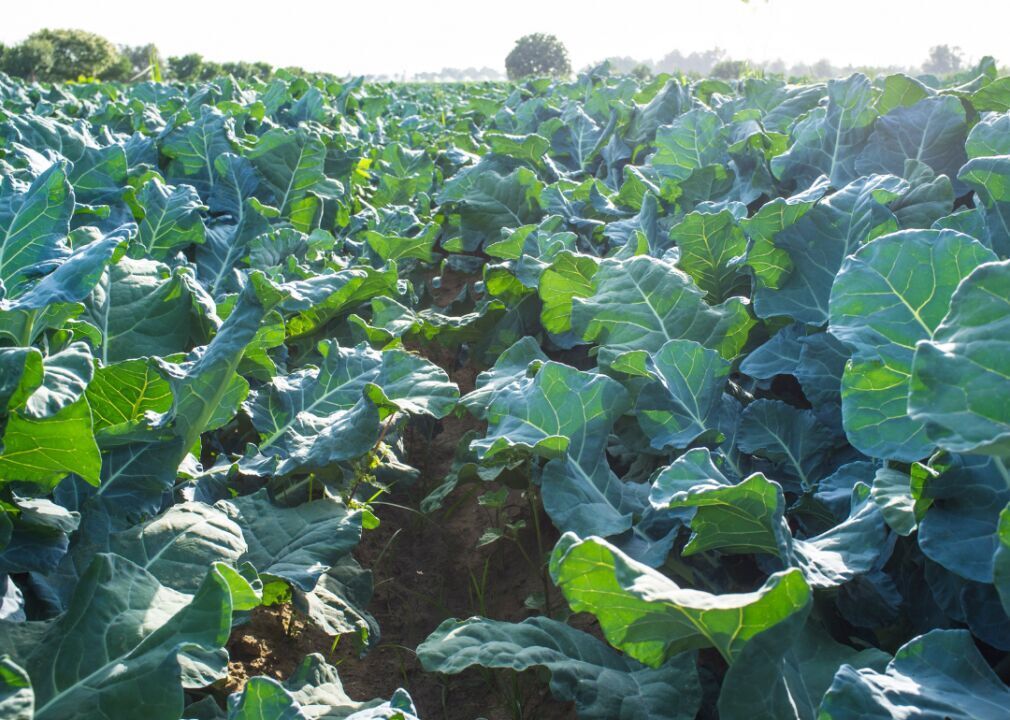#7 (lowest): Brassicas